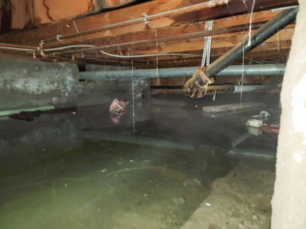 Best Sewage cleanup and water damage restoration  in Coal Fork, WV