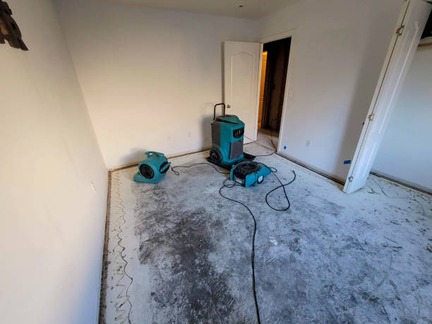 Best Mold removal after water damage  in Coal Fork, WV